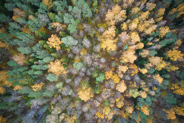Above aerial shot of green pine forests and yellow foliage groves with beautiful texture of golden treetops. Beautiful fall season scenery in evening. Mountains in autumn in golden time