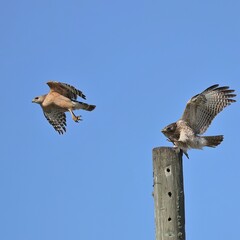 Get Out of Here! Red-shouldered Hawk Fight 