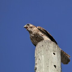 Red-Shouldered Hawk Lake Apopka Wildlife Drive