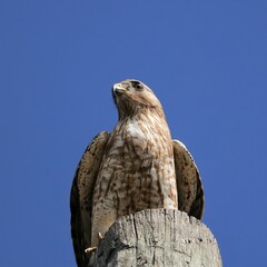 Red-Shouldered Hawk Lake Apopka Wildlife Drive