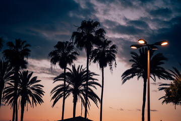 Obraz premium Silhouette of some palm trees at sunset. Tropical climate and tourist paradise