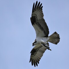 Osprey Fish Catch Lake Apopka Wildlife Drive
