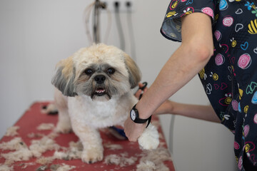 Dog groomer performing haircut to shih tzu dog breed