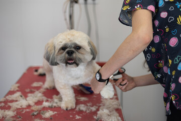Shih tzu breed dog grooming salon