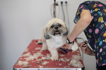 Shih tzu breed dog grooming salon