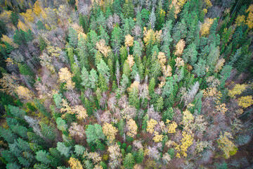 Above aerial shot of green pine forests and yellow foliage groves with beautiful texture of golden treetops. Beautiful fall season scenery in evening. Mountains in autumn in golden time