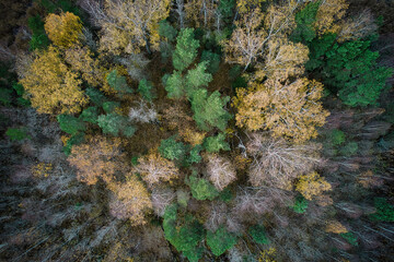 Above aerial shot of green pine forests and yellow foliage groves with beautiful texture of golden treetops. Beautiful fall season scenery in evening. Mountains in autumn in golden time