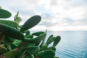 Cactus Sunset at Ocean - Madeira