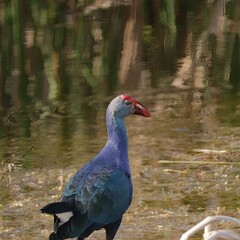 Fototapeta premium Grey-Headed Swamp Hen Lake Apopka Wildlife Drive