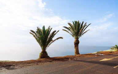 Madeira Palm Trees