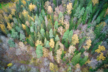 Above aerial shot of green pine forests and yellow foliage groves with beautiful texture of golden treetops. Beautiful fall season scenery in evening. Mountains in autumn in golden time