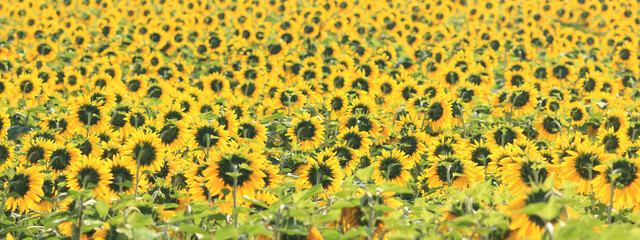 Agricultural field with sunflowers for background. Sunflower blooming. Long rows of nice yellow sunflower. Perfect wallpaper. Beautiful sunflower field for background. Organic Farming. Nature concept