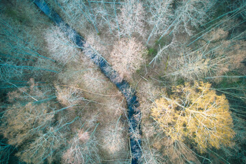 Above aerial shot of green pine forests and yellow foliage groves with beautiful texture of golden treetops. Beautiful fall season scenery in evening. Mountains in autumn in golden time