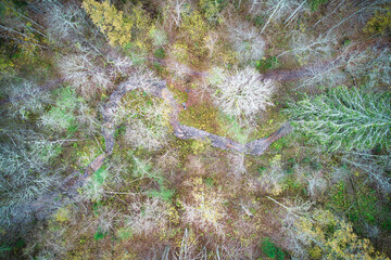 Above aerial shot of green pine forests and yellow foliage groves with beautiful texture of golden treetops. Beautiful fall season scenery in evening. Mountains in autumn in golden time