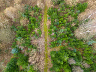 Forest shot from the above