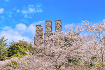 静岡県伊豆の国市　満開の桜と韮山反射炉