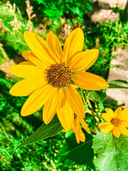 A Sunflower in the Sunlight 