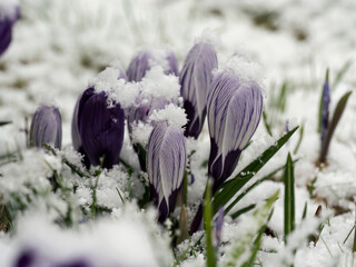 Close up of violet crocus flowers almost covered with snow