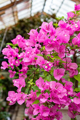 Bougainvillea flowers blooming in a greenhouse.