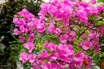 Bougainvillea flowers blooming in a greenhouse.