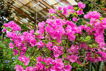 Bougainvillea flowers blooming in a greenhouse.