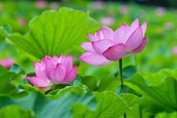 東京 上野 不忍池の美しい蓮の花　コピースペースあり（東京都） Beautiful lotus flowers at Shinobazu Pond in Ueno, Tokyo, with copy space (Tokyo, Japan)