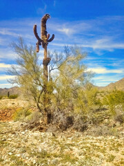 Dead saguaro cactus in the arid Sonoran desert in Saguaro National Park, near Tucson, Arizona, USA. 
