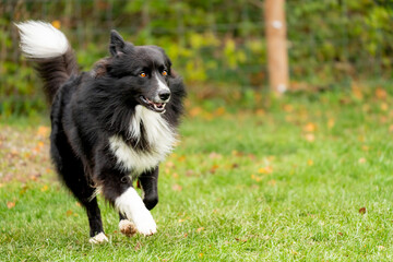 Australian shepherd dog during a survey