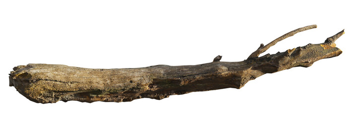 driftwood, old branch isolated on white transparent background   © dottedyeti
