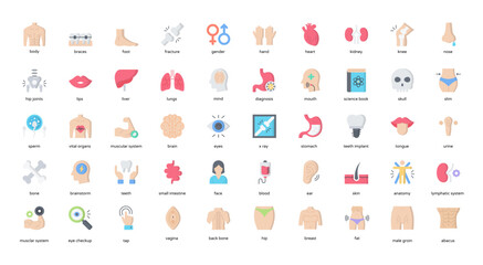 Anatomy Flat Icons Human Body Organ Icon Set in Color Style 50 Vector Icons