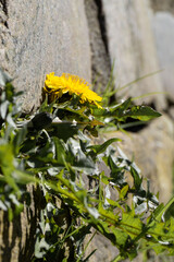 Löwenzahn wächst aus Mauerwerkt der Sonne entgegen
