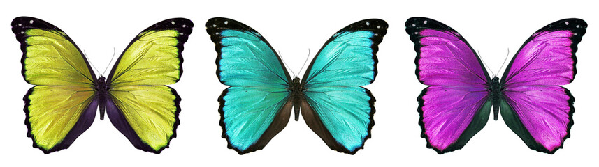 morpho butterfly, PNG, isolated on transparent background	