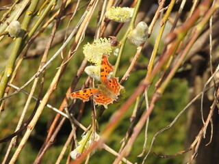 a butterfly on the blossoming pussy-willow