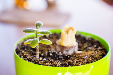 A new young seedling of Crassula in a pot against the background of a broken old plant. Improper care of indoor plants. Overflow of ovoid crassula with water