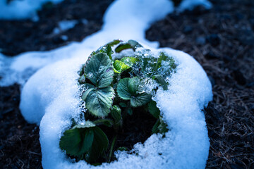 A bush of strawberries in the snow. A sharp cold snap in spring, frost resistance and resistance of...