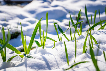 Green sprouts of garlic sprouted through the snow, close-up. Warm sunny weather after spring snowfall