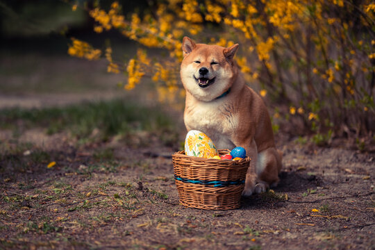 Shiba inu dog with easter eggs in basket