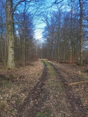 path in the forest