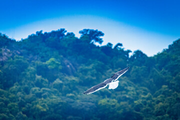 Naklejka premium Heron flying around a curve, with green mountain in the background and blue sky.