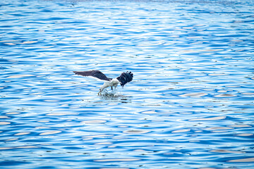 Egret catching fish in the sea of Vitoria bay, Espirito Santo state, Brazil.