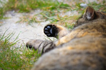Cuty big cats lies on street.