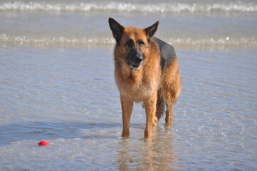 German shepherd playing in the water 