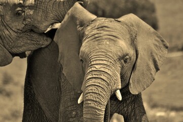 Elephants in Africa 