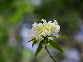 淡黄緑色の日陰躑躅
