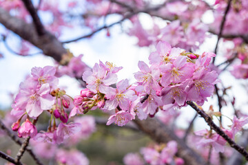 Obraz na płótnie Canvas Close-up of Kawazu cherry blossoms in Izu.