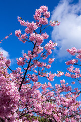 Close-up of Kawazu cherry blossoms in Izu.