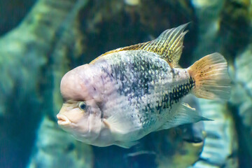 Vieja maculicauda Blackbelt Cichlid . Interesting aquarium fish.