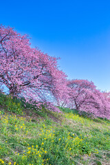 Fototapeta na wymiar Scenery of Kawazu cherry blossoms and rape blossoms in Izu.