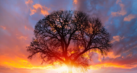 Fototapeta na wymiar Lone dry tree at amazing sunset, sun rays in the background