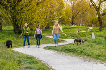 Group of three friends walking their dogs